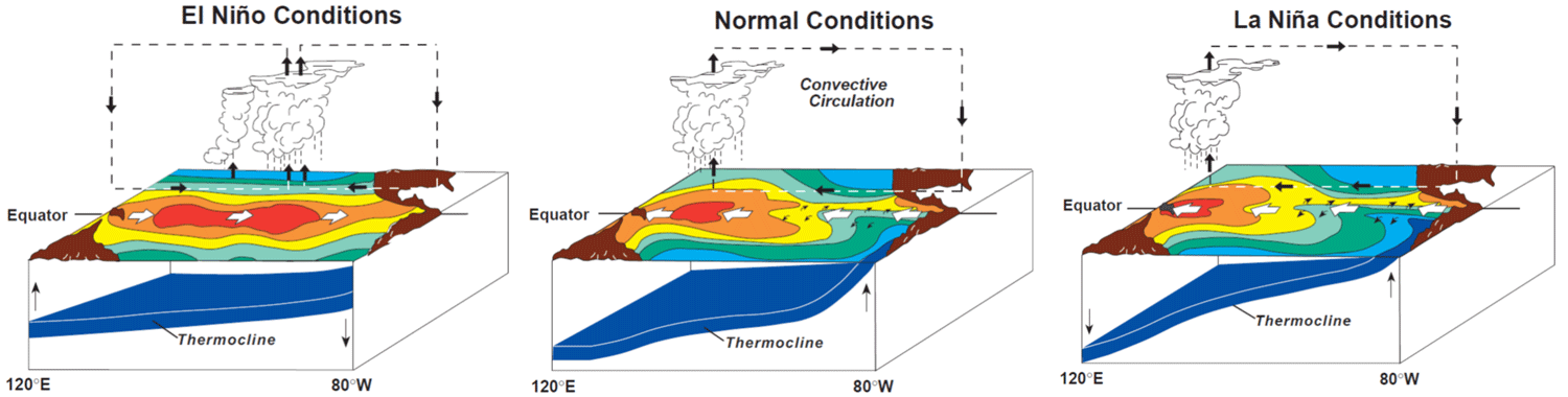 Figure 1. Diagram of ENSO phases and assoicated dynamics during El Niño, normal, and La Niña conditions. Source: NOAA/PMEL/TAO Project Office, Dr. Michael J. McPhaden, Director. 